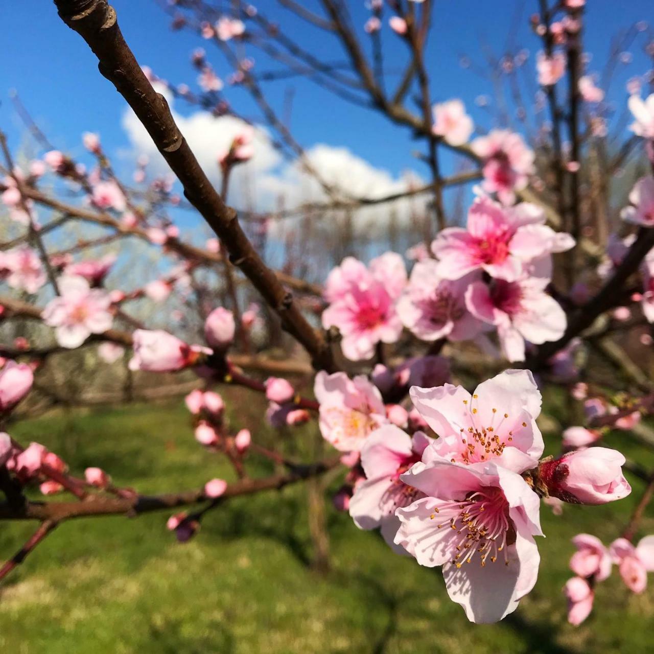 Agriturismo Bassanine Monticelli dʼOngina Dış mekan fotoğraf